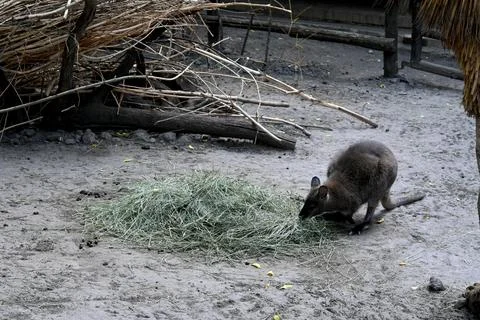 Kangaroo eating grass Stock Photos