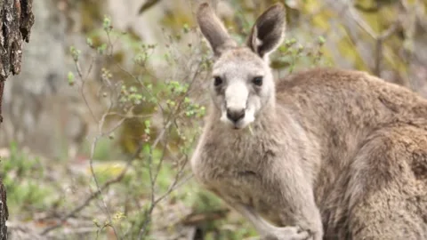 Kangaroo eating grass, scratching itself and staring the camera at the Grampians Stock Footage 168721293