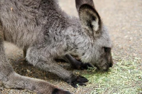 Kangaroo Eating Stock Photos