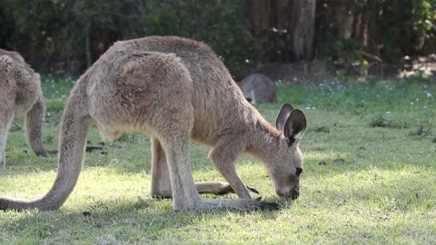 Kangaroo Eating Side On Stock Footage 162376451