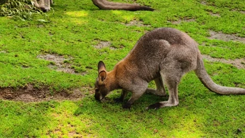 Kangaroo eating slow motion 4K wildlife footage nature background closeup video Stock Footage 313260699