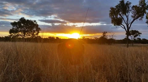 Kangaroo Eating Sunset Australia Landscape Stock Footage