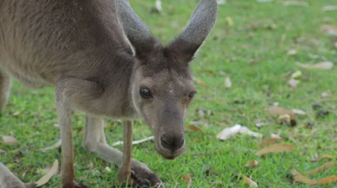 Kangaroo eats grass, western australia Video stock 36971048