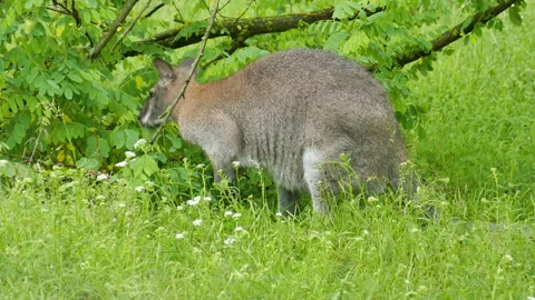 Kangaroo eats leaves in the bush Stock Footage 244929900