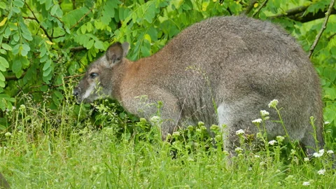 Kangaroo eats leaves in the bush Video stock 244929923