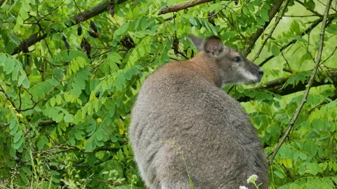 Kangaroo eats leaves in the bush Stock Footage 244930078