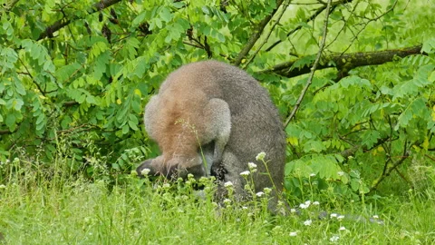 Kangaroo eats leaves in the bush Stock Footage 244930131