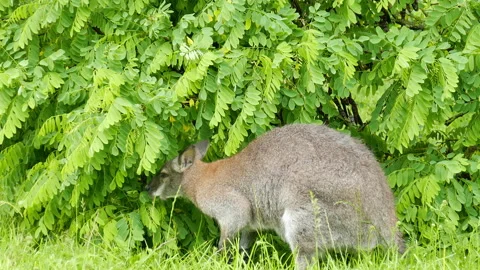 Kangaroo eats leaves in the bush 動画素材 244930275