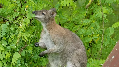 Kangaroo eats leaves in the bush 動画素材 244930408
