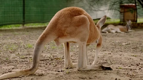 Kangaroo in the enclosure Stock Footage 160343830