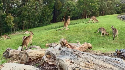 Kangaroo encounter, on the side of road Stock-Footage 308762202