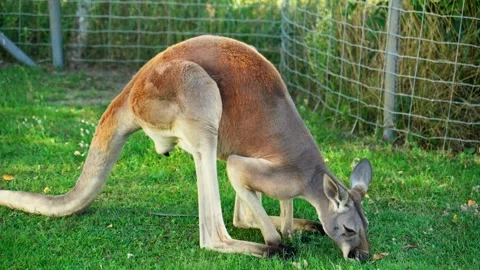 Kangaroo explores habitat, bending down to graze on lush green grass. Stock Footage 294049063