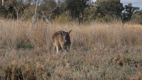 Kangaroo feeding closeup 60p Stock Footage 106697777