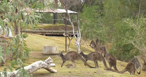 Kangaroo feeding Video stock 150185339
