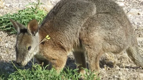Kangaroo Feeding on Vegetation 库存影片 343474364