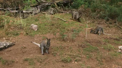 Kangaroo in feild Stockbeeldmateriaal 11365048