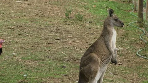 Kangaroo in feild Video stock 11400988
