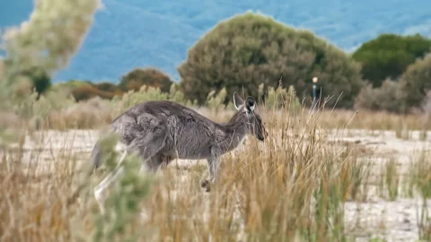 Kangaroo in a field, Australia Stock Footage 294622092