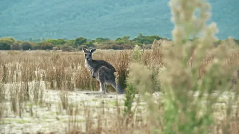 Kangaroo in a field, Australia Stock Footage 294622409