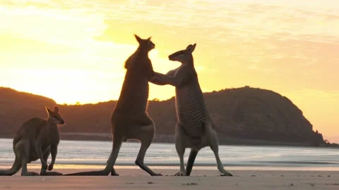 Kangaroo Fight Stock Footage 163943422