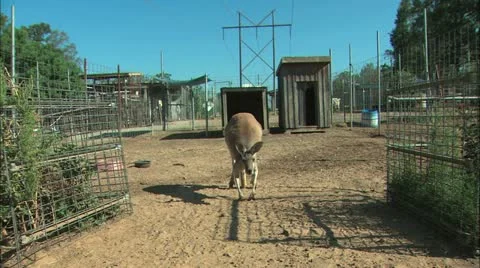 Kangaroo Stock Footage 11078881