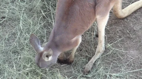 Kangaroo 動画素材 33326274