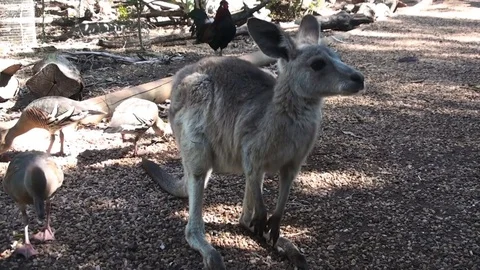 Kangaroo Stock Footage 75534264