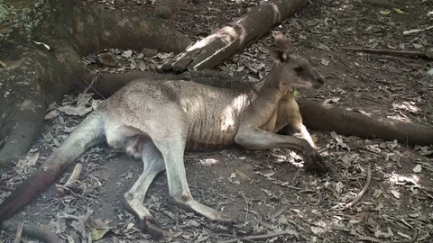 Kangaroo Stock Footage 75539675