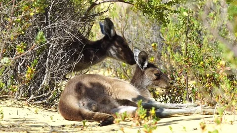 Kangaroo Stock Footage 81496273