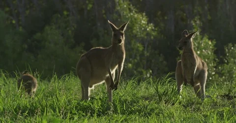 KANGAROO Stock Footage 82436093