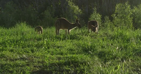 KANGAROO Stock Footage 82437704