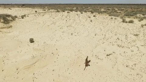 Kangaroo Stock Footage 100561631