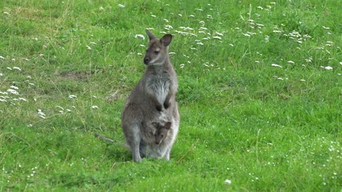 Kangaroo Stock Footage 114287495