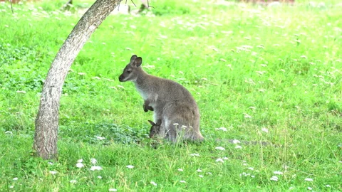 Kangaroo Video stock 114290688