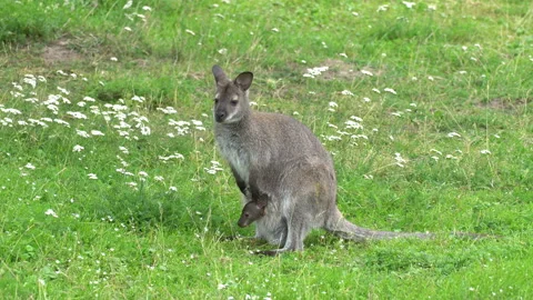 Kangaroo Stock Footage 114290791
