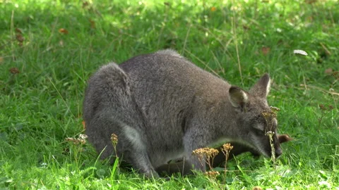 Kangaroo Video stock 116548128