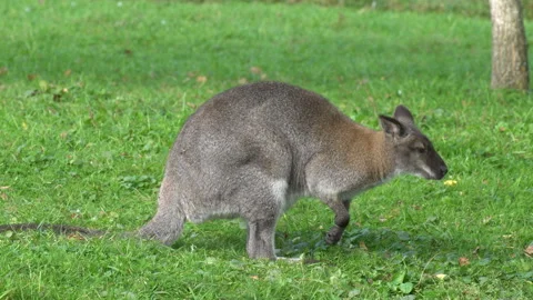 Kangaroo Video stock 139902511