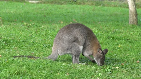 Kangaroo Video stock 139902534