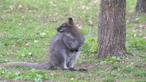 Kangaroo Stock Footage 142203042