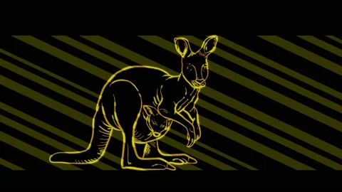 Kangaroo Stock Footage 153481619