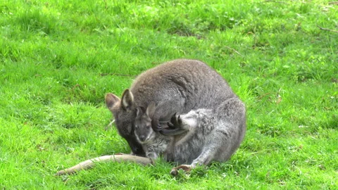 Kangaroo Stock Footage 154190656