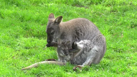 Kangaroo Stock Footage 154190757