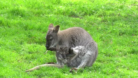 Kangaroo Stock Footage 154190867