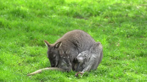 Kangaroo Stock Footage 154190923