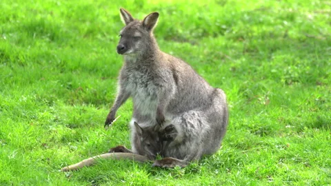 Kangaroo Video stock 154190975