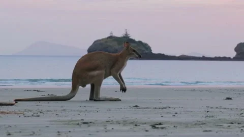 Kangaroo Stock Footage 163942678