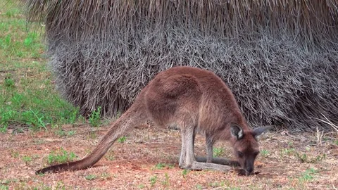 Kangaroo Stock Footage 282845873