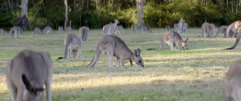 Kangaroo Video stock 328227048