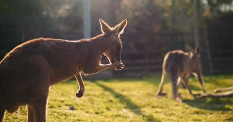 Kangaroo Video stock 328227056