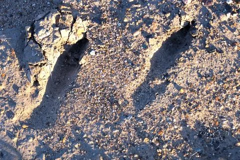 Kangaroo footprints Foto stock